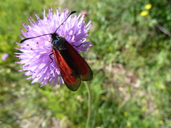 Zygaena purpuralis