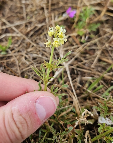 Wild Mignonette