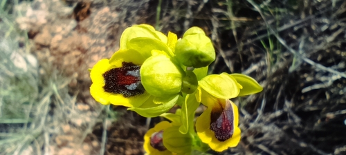 Yellow Bee-orchid