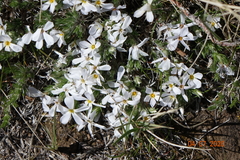 Phlox hoodii canescens