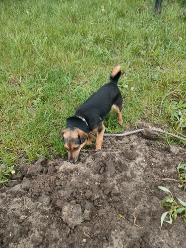 Domestic Dog