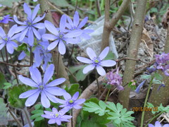 Hepatica transsilvanica