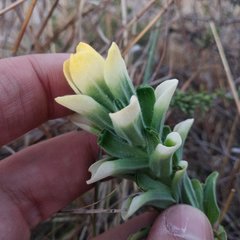 Castilleja nervata