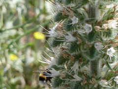 Echium italicum italicum