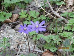Hepatica transsilvanica
