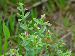 Centaurium japonicum