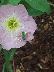Agapostemon splendens