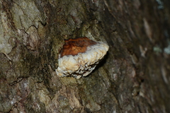 Hexagonia vesparia