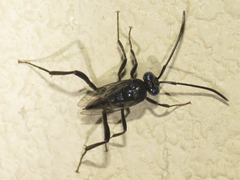 Evania appendigaster