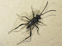 Evania appendigaster