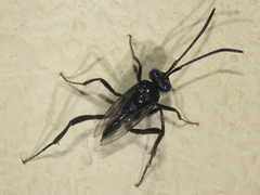 Evania appendigaster