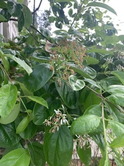 Chionanthus retusus