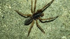 Segestria senoculata
