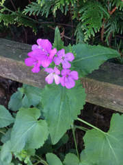 Lunaria annua