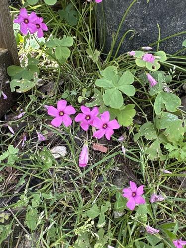 pink-sorrel