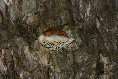 Hexagonia vesparia