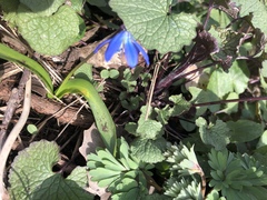 Scilla siberica