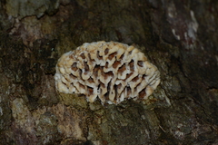 Hexagonia vesparia