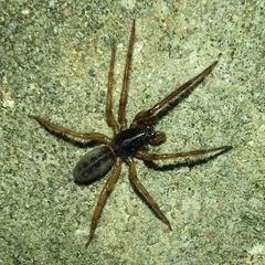 Segestria senoculata