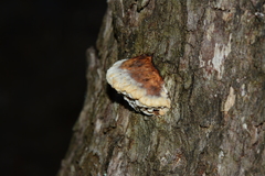 Hexagonia vesparia