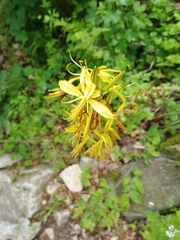 (c) Vladimír Nemček, some rights reserved (CC BY) Asphodeline lutea, photograph (c) Vladimír Nemček, some rights reserved (CC BY)