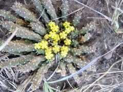 Euphorbia flanaganii
