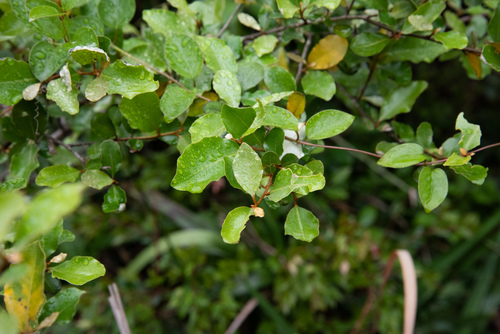 Elaeagnus oldhamii
