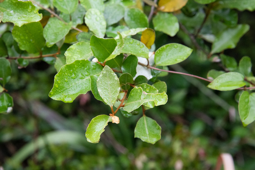 Elaeagnus oldhamii