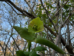 Lonicera hirsuta, photograph (c) Shanze Yoell, some rights reserved (CC BY)