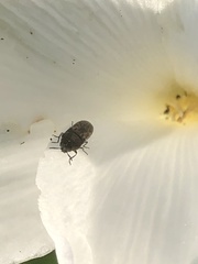 Acmaeodera neglecta neoneglecta