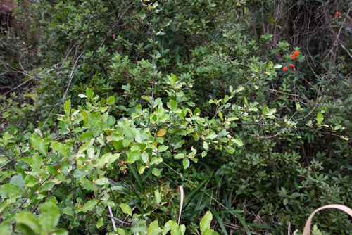Elaeagnus oldhamii
