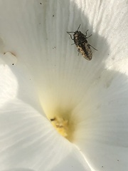 Acmaeodera neglecta neoneglecta