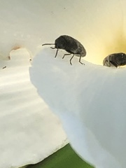 Acmaeodera neglecta neoneglecta