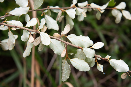 Elaeagnus oldhamii
