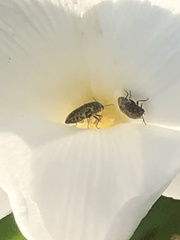Acmaeodera neglecta neoneglecta