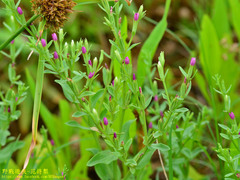 Centaurium japonicum