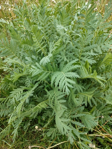 tansy