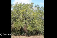 Pouteria salicifolia