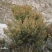 Baccharis artemisioides - Photo (c) Roberto Guller, some rights reserved (CC BY-NC-ND), uploaded by Roberto Guller