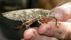 Cymatomerella spilophora