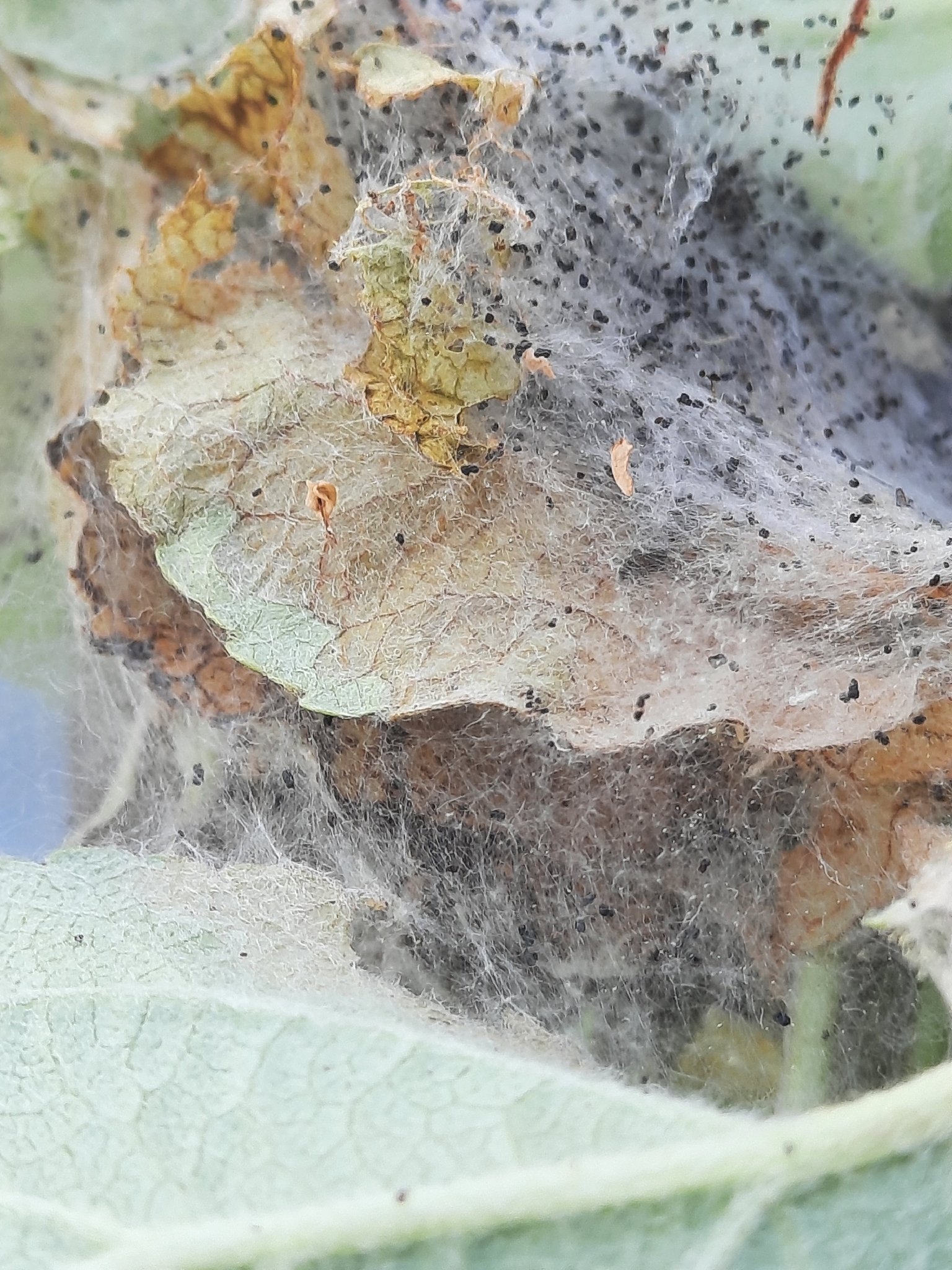Apfelbaumgespinstmotte
