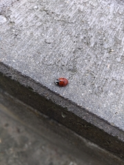 Coccinella septempunctata