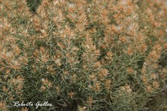 Baccharis artemisioides