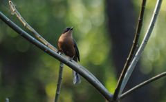 Heterophasia capistrata