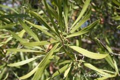 Pouteria salicifolia