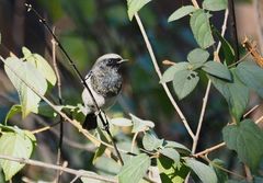 Phoenicurus coeruleocephala