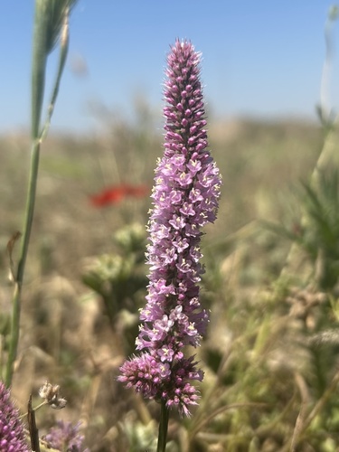 Psylliostachys suworowii, photograph 2