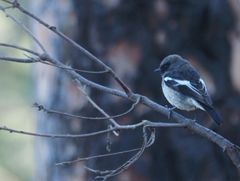 Phoenicurus coeruleocephala
