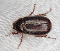 Phyllophaga hirsuta