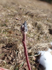 Dasineura serrulatae